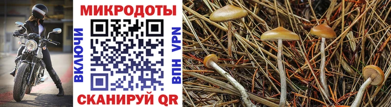 Купить  Далматово  Псилоцибиновые грибы Cubensis 